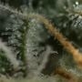 Bubblegum Auto Feminized by Anesia Seeds THC Content Potency Strength CBD Height Yield Flowering Time Indica Sativa Genetics
