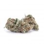 Cannabis Seeds Outlet Weed Strain Critical Marijuana Seeds Original Collector Souvenir Authentic Packaging Packs