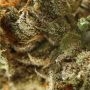 Somango Widow Feminized by Advanced Seeds THC Content Potency Strength CBD Height Yield Flowering Time Indica Sativa Genetics