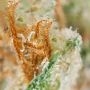 Jack Plant Feminized by Advanced Seeds THC Content Potency Strength CBD Height Yield Flowering Time Indica Sativa Genetics