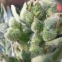 Early Widow Feminized by Advanced Seeds THC Content Potency Strength CBD Height Yield Flowering Time Indica Sativa Genetics
