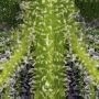 Gelato No.33 Auto Feminized by Advanced Seeds THC Content Potency Strength CBD Height Yield Flowering Time Indica Sativa Genetic