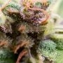 Blue Diesel Auto Feminized by Advanced Seeds THC Content Potency Strength CBD Height Yield Flowering Time Indica Sativa Genetics