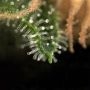 Solace Feminized by 710 Genetics Seeds THC Content Potency Strength CBD Height Yield Flowering Time Indica Sativa Genetics