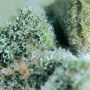 710 Genetics Seeds High Priority Smoke Buds Weed Ganja Skunk Dope Pot Images Pics Nuggets