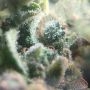 Incredible Green Crack by Cannabis Seeds Outlet THC Content Potency Strength CBD Height Yield Flowering Time Indica Sativa Genet