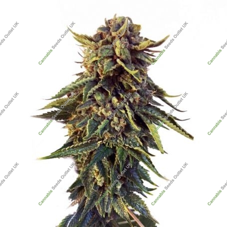 Russian Bruce Banner Feminized Marijuana Strain by Our Own Weed Breeders For Sale Online at Cannabis Seeds Outlet