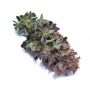 Cannabis Seeds Outlet Northern Light Blue Auto Smoke Buds Weed Ganja Skunk Dope Pot Images Pics Nuggets