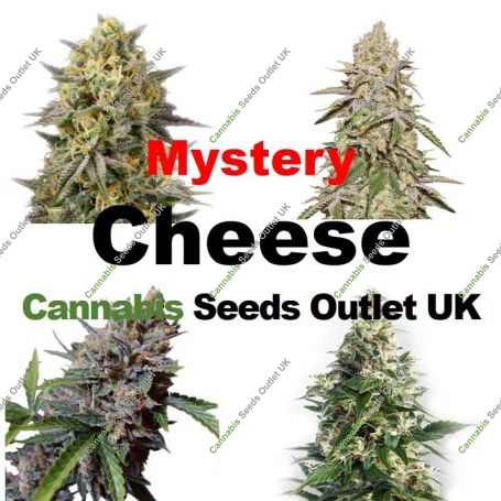 Mystery Cheese Feminized Marijuana Strain by Our Own Weed Breeders For Sale Online at Cannabis Seeds Outlet