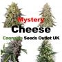 Mystery Cheese Feminized Marijuana Strain by Our Own Weed Breeders For Sale Online at Cannabis Seeds Outlet