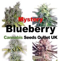 Mystery Blueberry Female Seeds 33% OFF