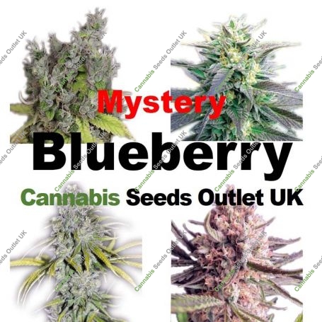 Mystery Blueberry Feminized Marijuana Strain by Our Own Weed Breeders For Sale Online at Cannabis Seeds Outlet