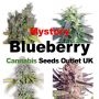 Mystery Blueberry Feminized Marijuana Strain by Our Own Weed Breeders For Sale Online at Cannabis Seeds Outlet