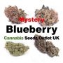 Cannabis Seeds Outlet Weed Strain Mystery Blueberry Feminized Marijuana Seeds Original Collector Souvenir Authentic Packaging Pa
