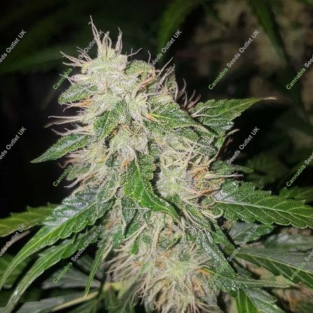 AK-107 Feminized Marijuana Strain by 710 Genetics Seeds For Sale Online at Cannabis Seeds Outlet