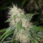AK-107 Feminized Marijuana Strain by 710 Genetics Seeds For Sale Online at Cannabis Seeds Outlet