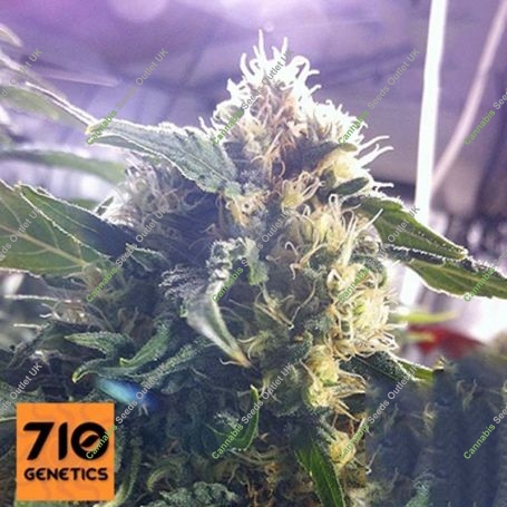 Andromina Feminized Marijuana Strain by 710 Genetics Seeds For Sale Online at Cannabis Seeds Outlet