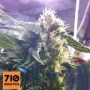 Andromina Feminized Marijuana Strain by 710 Genetics Seeds For Sale Online at Cannabis Seeds Outlet