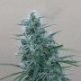 Orient Express Reg or Female Ace Seeds
