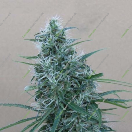 Orient Express Regular Marijuana Strain by Ace Seeds For Sale Online at Cannabis Seeds Outlet