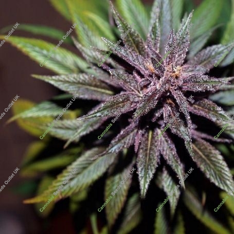 Pakistan Chitral Kush Regular Marijuana Strain by Ace Seeds For Sale Online at Cannabis Seeds Outlet