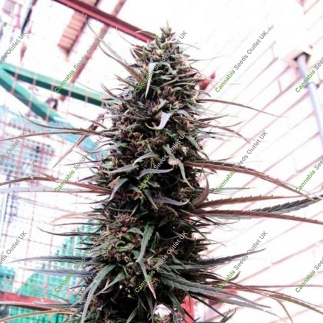 Purple Haze x Malawi Regular Marijuana Strain by Ace Seeds For Sale Online at Cannabis Seeds Outlet