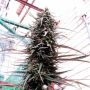 Purple Haze x Malawi Regular Marijuana Strain by Ace Seeds For Sale Online at Cannabis Seeds Outlet