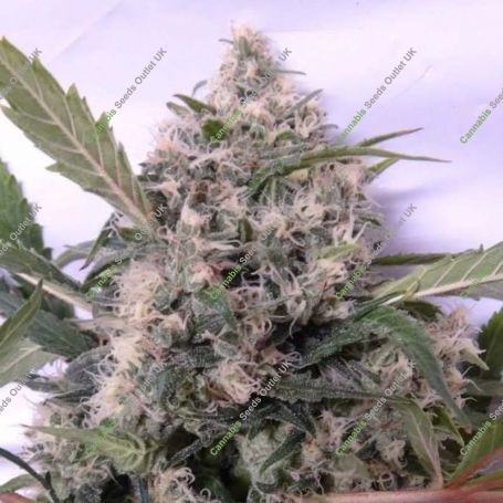 Bubba Hash Feminized Marijuana Strain by Ace Seeds For Sale Online at Cannabis Seeds Outlet
