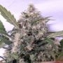 Bubba Hash Feminized Marijuana Strain by Ace Seeds For Sale Online at Cannabis Seeds Outlet