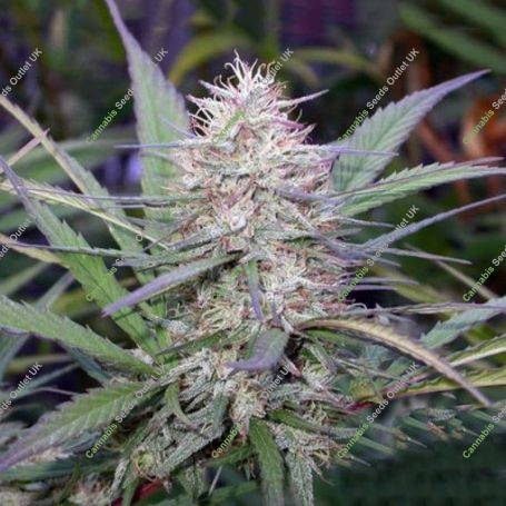 Congo Regular Marijuana Strain by Ace Seeds For Sale Online at Cannabis Seeds Outlet