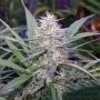 Congo Regular Marijuana Strain by Ace Seeds For Sale Online at Cannabis Seeds Outlet