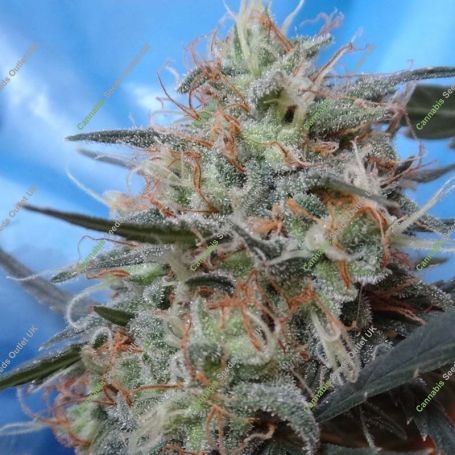 Congo x Kali China Feminized Marijuana Strain by Ace Seeds For Sale Online at Cannabis Seeds Outlet