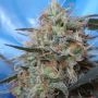 Congo x Kali China Feminized Marijuana Strain by Ace Seeds For Sale Online at Cannabis Seeds Outlet