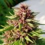 ErdPurt Reg or Female Ace Cannabis Seeds
