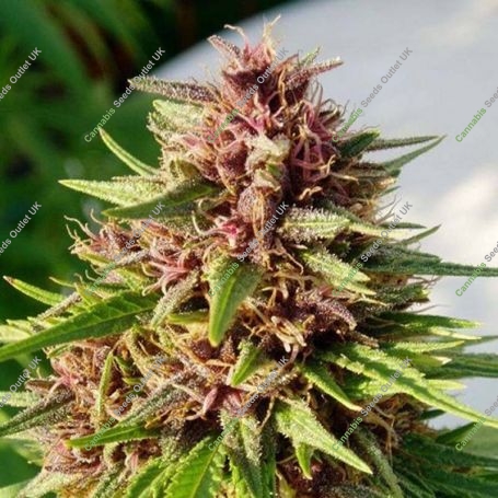 ErdPurt Regular Marijuana Strain by Ace Seeds For Sale Online at Cannabis Seeds Outlet