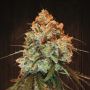 Golden Tiger Reg or Female Ace Cannabis Seeds