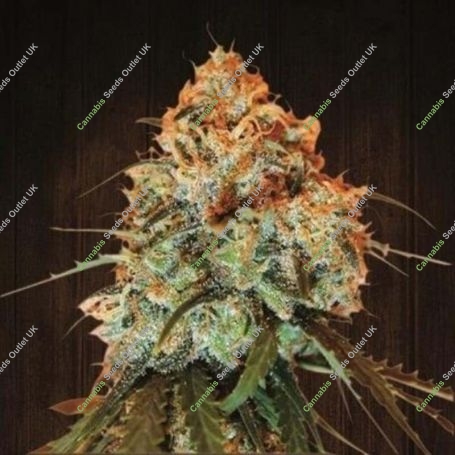 Golden Tiger Regular Marijuana Strain by Ace Seeds For Sale Online at Cannabis Seeds Outlet