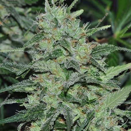 Malawi Regular Marijuana Strain by Ace Seeds For Sale Online at Cannabis Seeds Outlet