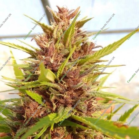 Malawi x PCK Regular Marijuana Strain by Ace Seeds For Sale Online at Cannabis Seeds Outlet