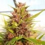 Malawi x PCK Regular Marijuana Strain by Ace Seeds For Sale Online at Cannabis Seeds Outlet