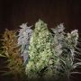Mixed Reg Ace Cannabis Marijuana Seeds