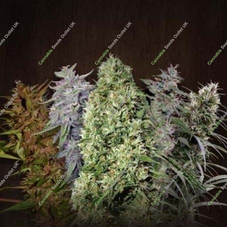 Mixed Regular Marijuana Strain by Ace Seeds For Sale Online at Cannabis Seeds Outlet