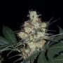 Nepal Jam Reg or Female Ace Cannabis Seeds