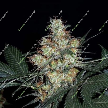 Nepal Jam Regular Marijuana Strain by Ace Seeds For Sale Online at Cannabis Seeds Outlet
