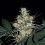 Nepal Jam Regular Marijuana Strain by Ace Seeds For Sale Online at Cannabis Seeds Outlet