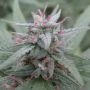 Panama Regular Marijuana Strain by Ace Seeds For Sale Online at Cannabis Seeds Outlet