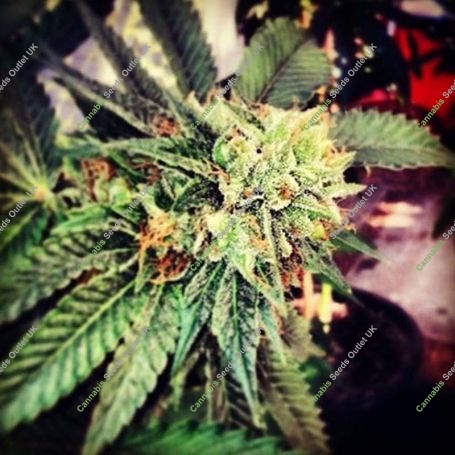 Berry OG Kush Feminized Marijuana Strain by 710 Genetics Seeds For Sale Online at Cannabis Seeds Outlet