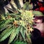 Berry OG Kush Feminized Marijuana Strain by 710 Genetics Seeds For Sale Online at Cannabis Seeds Outlet