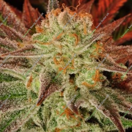 Carnage Feminized Marijuana Strain by 710 Genetics Seeds For Sale Online at Cannabis Seeds Outlet