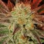 Carnage Feminized Marijuana Strain by 710 Genetics Seeds For Sale Online at Cannabis Seeds Outlet